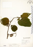 中文名:構樹(S000646)學名:Broussonetia papyrifera (L.) LHerit. ex Vent.(S000646)英文名:Kou-shui, Paper Mulberry