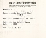 中文名:構樹(S000934)學名:Broussonetia papyrifera (L.) LHerit. ex Vent.(S000934)英文名:Kou-shui, Paper Mulberry