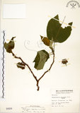 中文名:構樹(S000934)學名:Broussonetia papyrifera (L.) LHerit. ex Vent.(S000934)英文名:Kou-shui, Paper Mulberry