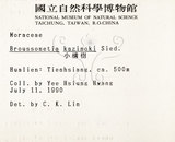 中文名:構樹(S000935)學名:Broussonetia papyrifera (L.) LHerit. ex Vent.(S000935)英文名:Kou-shui, Paper Mulberry