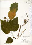 中文名:構樹(S002621)學名:Broussonetia papyrifera (L.) LHerit. ex Vent.(S002621)英文名:Kou-shui, Paper Mulberry