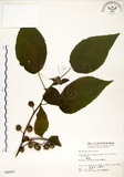 中文名:構樹(S004001)學名:Broussonetia papyrifera (L.) LHerit. ex Vent.(S004001)英文名:Kou-shui, Paper Mulberry