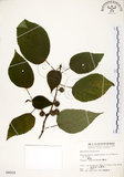 中文名:構樹(S004009)學名:Broussonetia papyrifera (L.) LHerit. ex Vent.(S004009)英文名:Kou-shui, Paper Mulberry