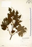 中文名:構樹(S004764)學名:Broussonetia papyrifera (L.) LHerit. ex Vent.(S004764)英文名:Kou-shui, Paper Mulberry