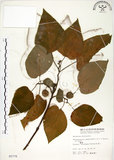 中文名:構樹(S005778)學名:Broussonetia papyrifera (L.) LHerit. ex Vent.(S005778)英文名:Kou-shui, Paper Mulberry