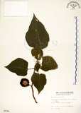 中文名:構樹(S006306)學名:Broussonetia papyrifera (L.) LHerit. ex Vent.(S006306)英文名:Kou-shui, Paper Mulberry