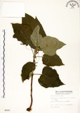 中文名:構樹(S006307)學名:Broussonetia papyrifera (L.) LHerit. ex Vent.(S006307)英文名:Kou-shui, Paper Mulberry
