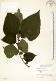 中文名:構樹(S007893)學名:Broussonetia papyrifera (L.) LHerit. ex Vent.(S007893)英文名:Kou-shui, Paper Mulberry