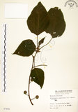 中文名:構樹(S007895)學名:Broussonetia papyrifera (L.) LHerit. ex Vent.(S007895)英文名:Kou-shui, Paper Mulberry