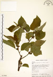 中文名:構樹(S013985)學名:Broussonetia papyrifera (L.) LHerit. ex Vent.(S013985)英文名:Kou-shui, Paper Mulberry