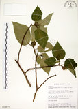 中文名:構樹(S018277)學名:Broussonetia papyrifera (L.) LHerit. ex Vent.(S018277)英文名:Kou-shui, Paper Mulberry