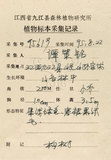 中文名:構樹(S024219)學名:Broussonetia papyrifera (L.) LHerit. ex Vent.(S024219)英文名:Kou-shui, Paper Mulberry