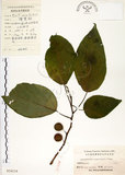 中文名:構樹(S024219)學名:Broussonetia papyrifera (L.) LHerit. ex Vent.(S024219)英文名:Kou-shui, Paper Mulberry
