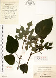中文名:構樹(S025235)學名:Broussonetia papyrifera (L.) LHerit. ex Vent.(S025235)英文名:Kou-shui, Paper Mulberry