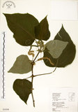 中文名:構樹(S034348)學名:Broussonetia papyrifera (L.) LHerit. ex Vent.(S034348)英文名:Kou-shui, Paper Mulberry