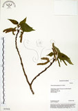 中文名:構樹(S035058)學名:Broussonetia papyrifera (L.) LHerit. ex Vent.(S035058)英文名:Kou-shui, Paper Mulberry