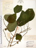 中文名:構樹(S035652)學名:Broussonetia papyrifera (L.) LHerit. ex Vent.(S035652)英文名:Kou-shui, Paper Mulberry