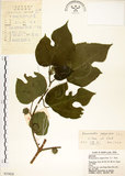 中文名:構樹(S035828)學名:Broussonetia papyrifera (L.) LHerit. ex Vent.(S035828)英文名:Kou-shui, Paper Mulberry