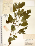 中文名:構樹(S036311)學名:Broussonetia papyrifera (L.) LHerit. ex Vent.(S036311)英文名:Kou-shui, Paper Mulberry
