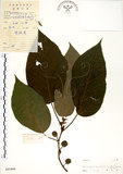 中文名:構樹(S041884)學名:Broussonetia papyrifera (L.) LHerit. ex Vent.(S041884)英文名:Kou-shui, Paper Mulberry