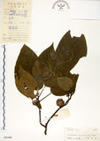 中文名:構樹(S041906)學名:Broussonetia papyrifera (L.) LHerit. ex Vent.(S041906)英文名:Kou-shui, Paper Mulberry