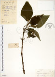 中文名:構樹(S045823)學名:Broussonetia papyrifera (L.) LHerit. ex Vent.(S045823)英文名:Kou-shui, Paper Mulberry