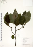 中文名:構樹(S047340)學名:Broussonetia papyrifera (L.) LHerit. ex Vent.(S047340)英文名:Kou-shui, Paper Mulberry