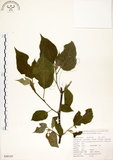 中文名:構樹(S048105)學名:Broussonetia papyrifera (L.) LHerit. ex Vent.(S048105)英文名:Kou-shui, Paper Mulberry