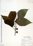 中文名:構樹(S049597)學名:Broussonetia papyrifera (L.) LHerit. ex Vent.(S049597)英文名:Kou-shui, Paper Mulberry