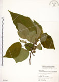 中文名:構樹(S051520)學名:Broussonetia papyrifera (L.) LHerit. ex Vent.(S051520)英文名:Kou-shui, Paper Mulberry