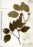 中文名:構樹(S052283)學名:Broussonetia papyrifera (L.) LHerit. ex Vent.(S052283)英文名:Kou-shui, Paper Mulberry