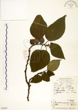 中文名:構樹(S052657)學名:Broussonetia papyrifera (L.) LHerit. ex Vent.(S052657)英文名:Kou-shui, Paper Mulberry