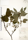 中文名:構樹(S053313)學名:Broussonetia papyrifera (L.) LHerit. ex Vent.(S053313)英文名:Kou-shui, Paper Mulberry