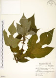 中文名:構樹(S055013)學名:Broussonetia papyrifera (L.) LHerit. ex Vent.(S055013)英文名:Kou-shui, Paper Mulberry