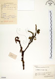 中文名:構樹(S056689)學名:Broussonetia papyrifera (L.) LHerit. ex Vent.(S056689)英文名:Kou-shui, Paper Mulberry