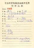 中文名:構樹(S057356)學名:Broussonetia papyrifera (L.) LHerit. ex Vent.(S057356)英文名:Kou-shui, Paper Mulberry