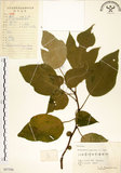 中文名:構樹(S057356)學名:Broussonetia papyrifera (L.) LHerit. ex Vent.(S057356)英文名:Kou-shui, Paper Mulberry