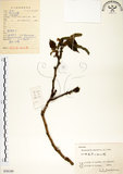 中文名:構樹(S058189)學名:Broussonetia papyrifera (L.) LHerit. ex Vent.(S058189)英文名:Kou-shui, Paper Mulberry