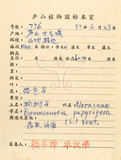 中文名:構樹(S058190)學名:Broussonetia papyrifera (L.) LHerit. ex Vent.(S058190)英文名:Kou-shui, Paper Mulberry