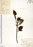 中文名:構樹(S058190)學名:Broussonetia papyrifera (L.) LHerit. ex Vent.(S058190)英文名:Kou-shui, Paper Mulberry