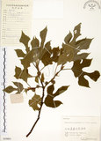 中文名:構樹(S059801)學名:Broussonetia papyrifera (L.) LHerit. ex Vent.(S059801)英文名:Kou-shui, Paper Mulberry