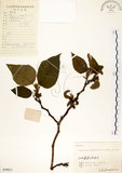 中文名:構樹(S059811)學名:Broussonetia papyrifera (L.) LHerit. ex Vent.(S059811)英文名:Kou-shui, Paper Mulberry