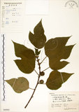 中文名:構樹(S060902)學名:Broussonetia papyrifera (L.) LHerit. ex Vent.(S060902)英文名:Kou-shui, Paper Mulberry