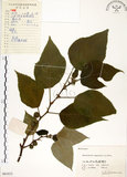 中文名:構樹(S061612)學名:Broussonetia papyrifera (L.) LHerit. ex Vent.(S061612)英文名:Kou-shui, Paper Mulberry