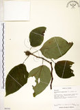 中文名:構樹(S063161)學名:Broussonetia papyrifera (L.) LHerit. ex Vent.(S063161)英文名:Kou-shui, Paper Mulberry