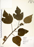 中文名:構樹(S063532)學名:Broussonetia papyrifera (L.) LHerit. ex Vent.(S063532)英文名:Kou-shui, Paper Mulberry