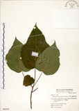 中文名:構樹(S064076)學名:Broussonetia papyrifera (L.) LHerit. ex Vent.(S064076)英文名:Kou-shui, Paper Mulberry