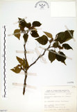 中文名:構樹(S065747)學名:Broussonetia papyrifera (L.) LHerit. ex Vent.(S065747)英文名:Kou-shui, Paper Mulberry