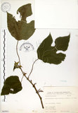 中文名:構樹(S065951)學名:Broussonetia papyrifera (L.) LHerit. ex Vent.(S065951)英文名:Kou-shui, Paper Mulberry