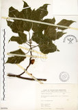 中文名:構樹(S065956)學名:Broussonetia papyrifera (L.) LHerit. ex Vent.(S065956)英文名:Kou-shui, Paper Mulberry